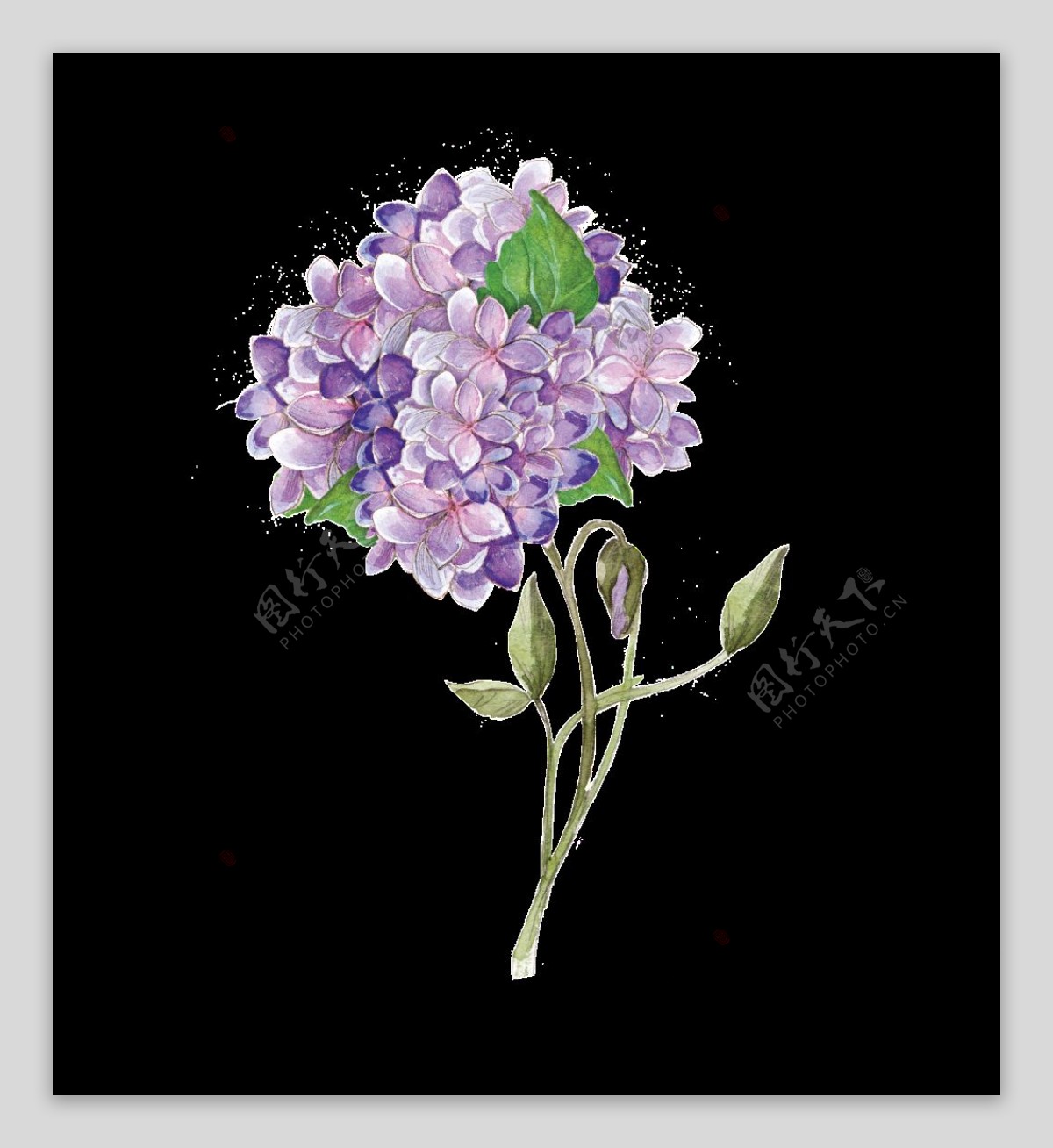 紫衣花束透明装饰素材