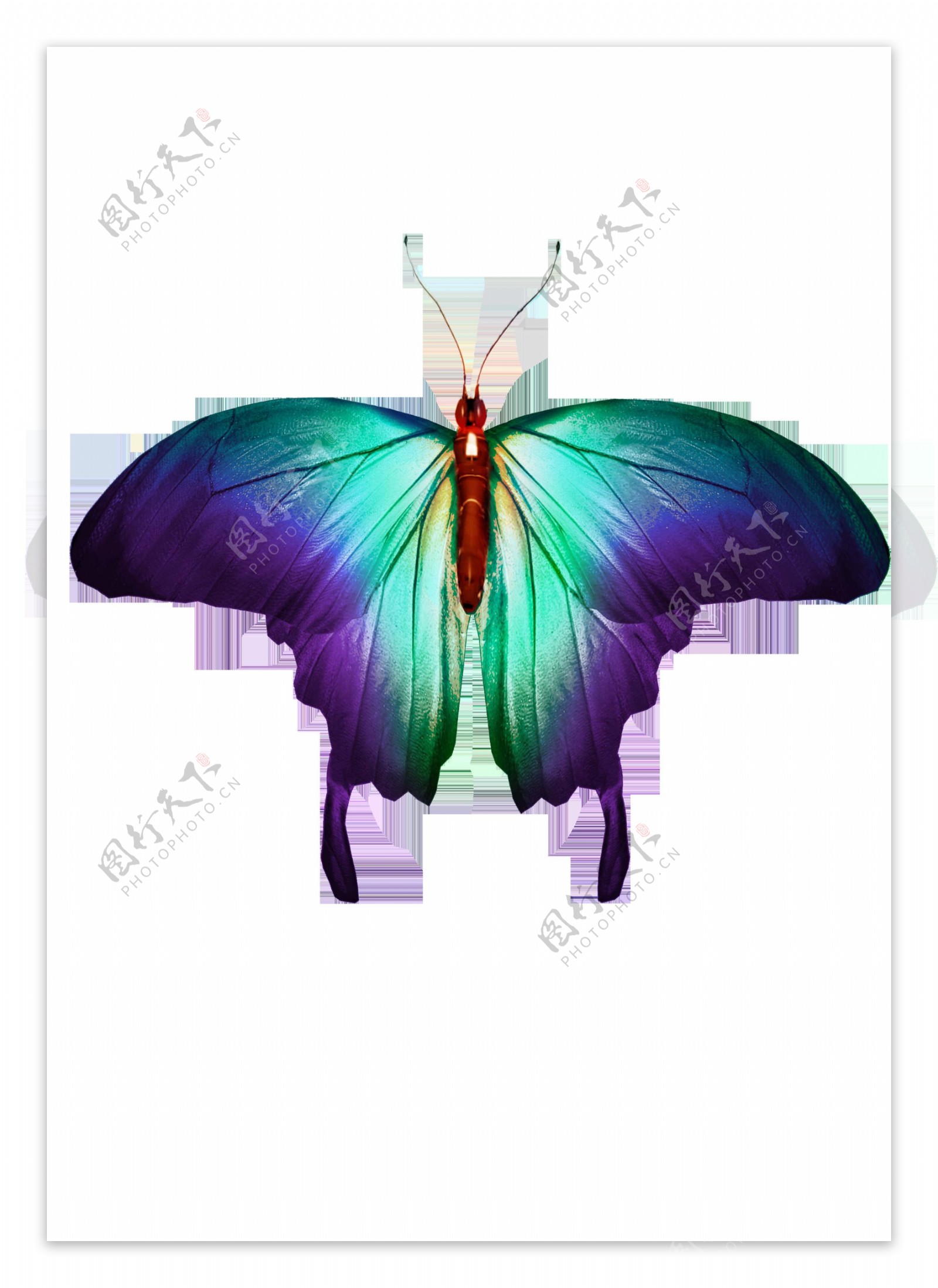 美丽昆虫蝴蝶透明素材