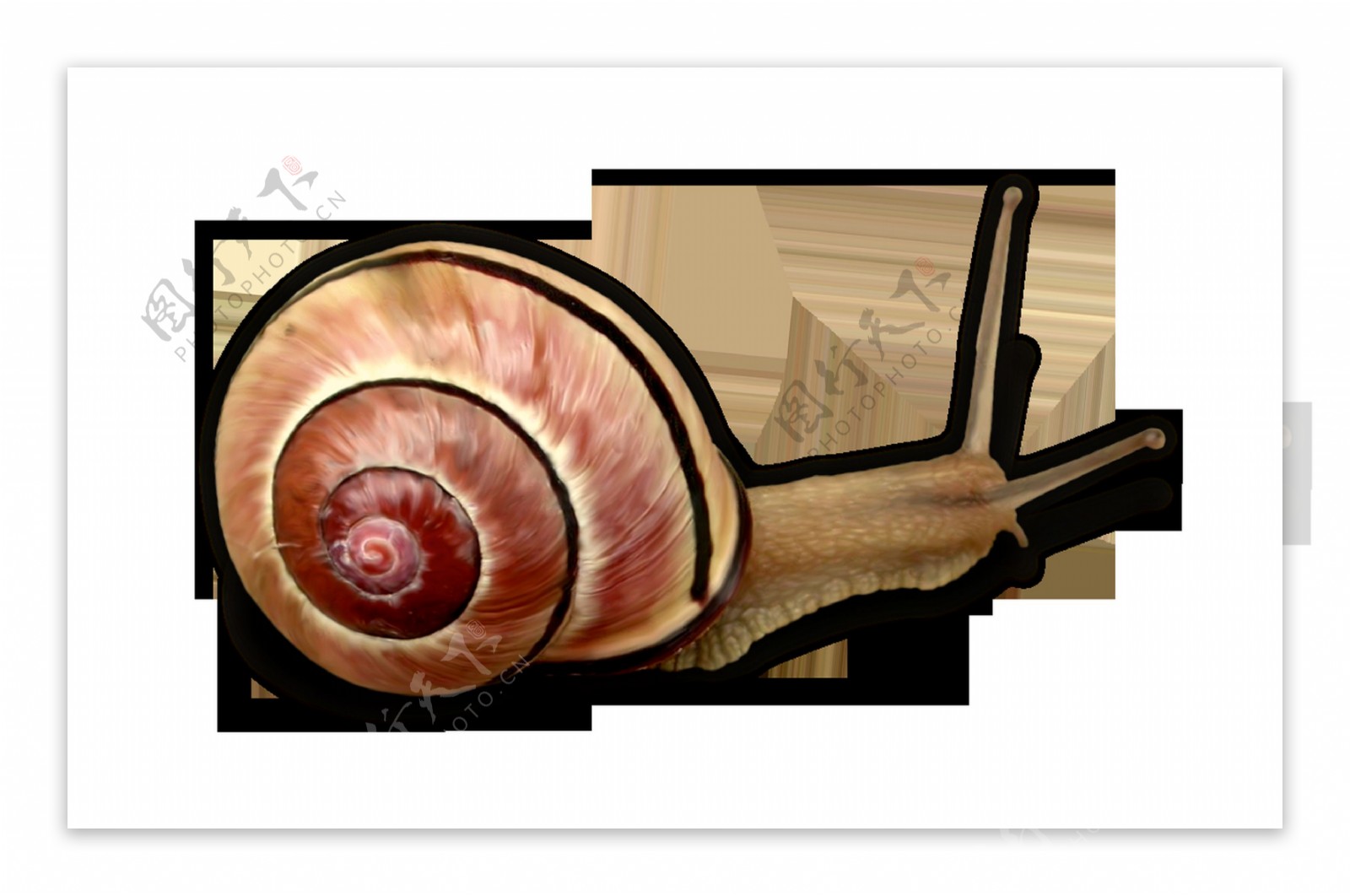 动物蜗牛透明素材