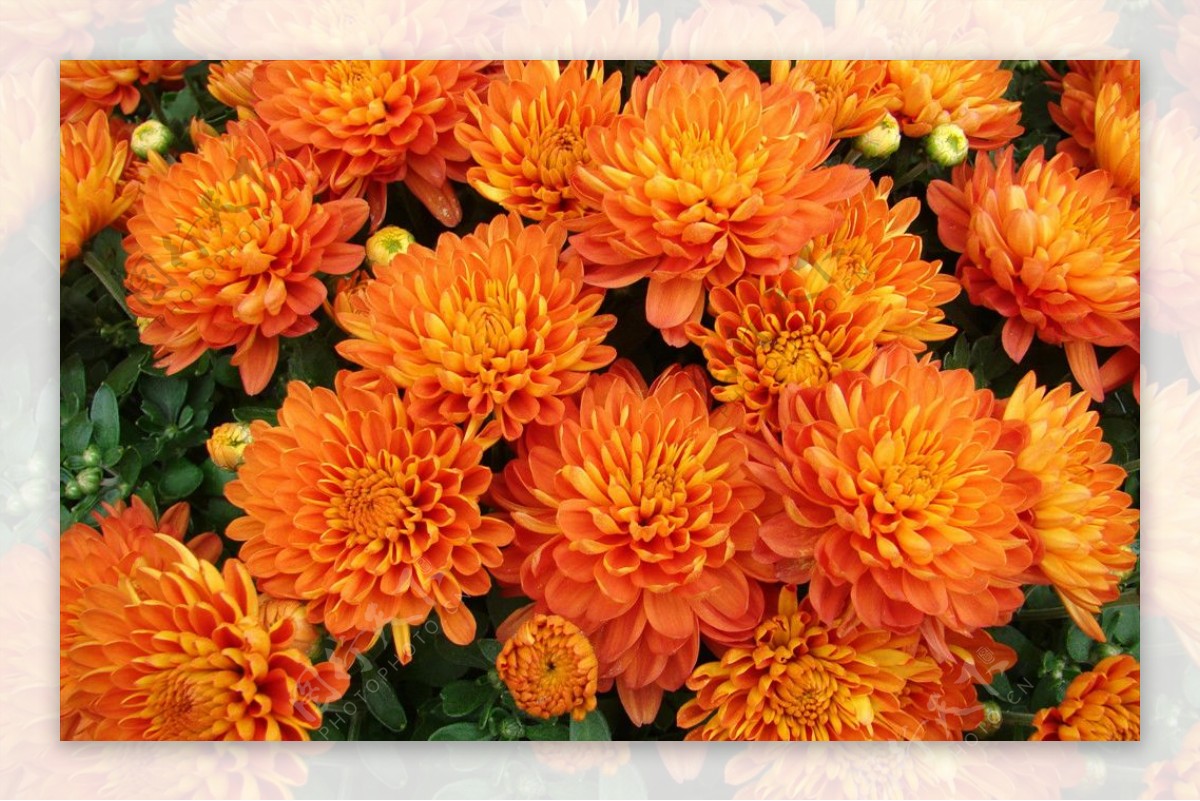 菊花特写橙色花蕾花卉