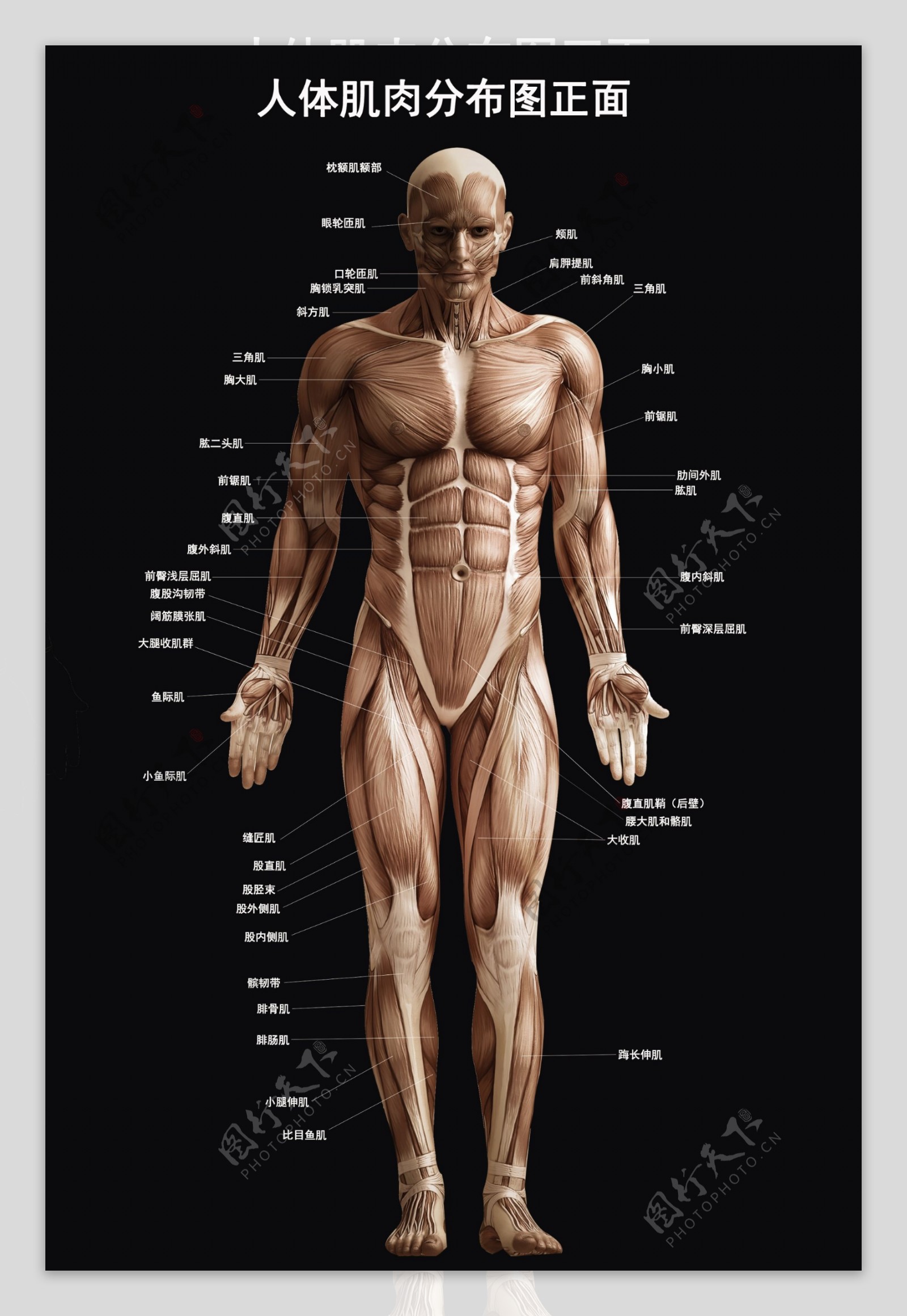 肌肉分布图黑色PSD可修改元素