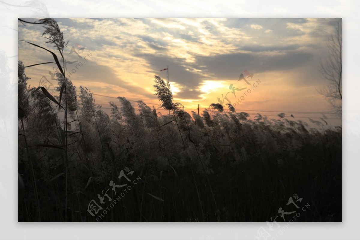 夕阳下的芦花