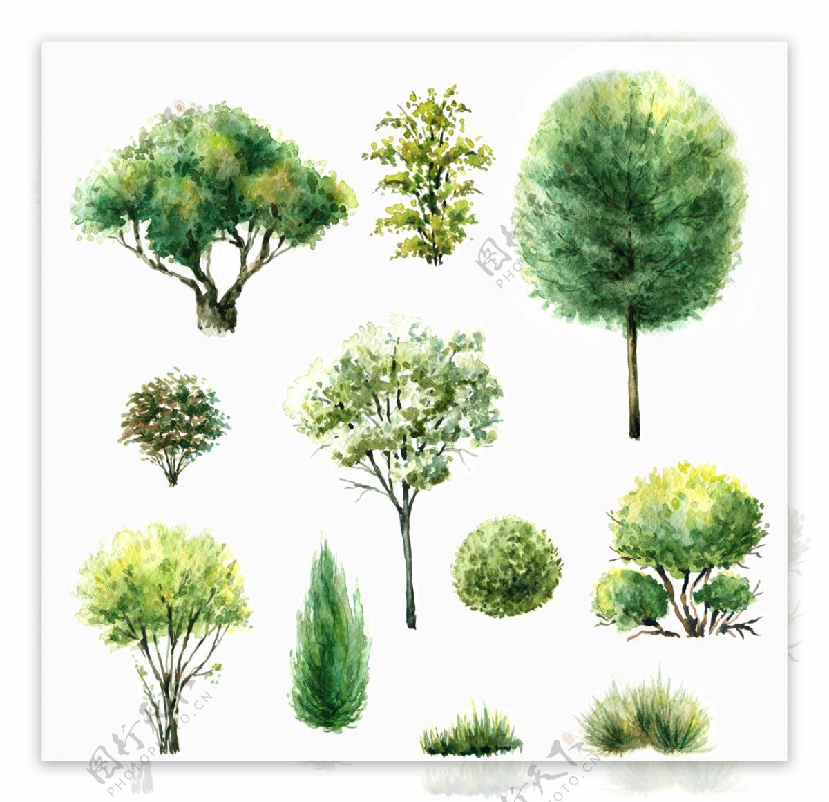 水彩绘绿色的植物和大树
