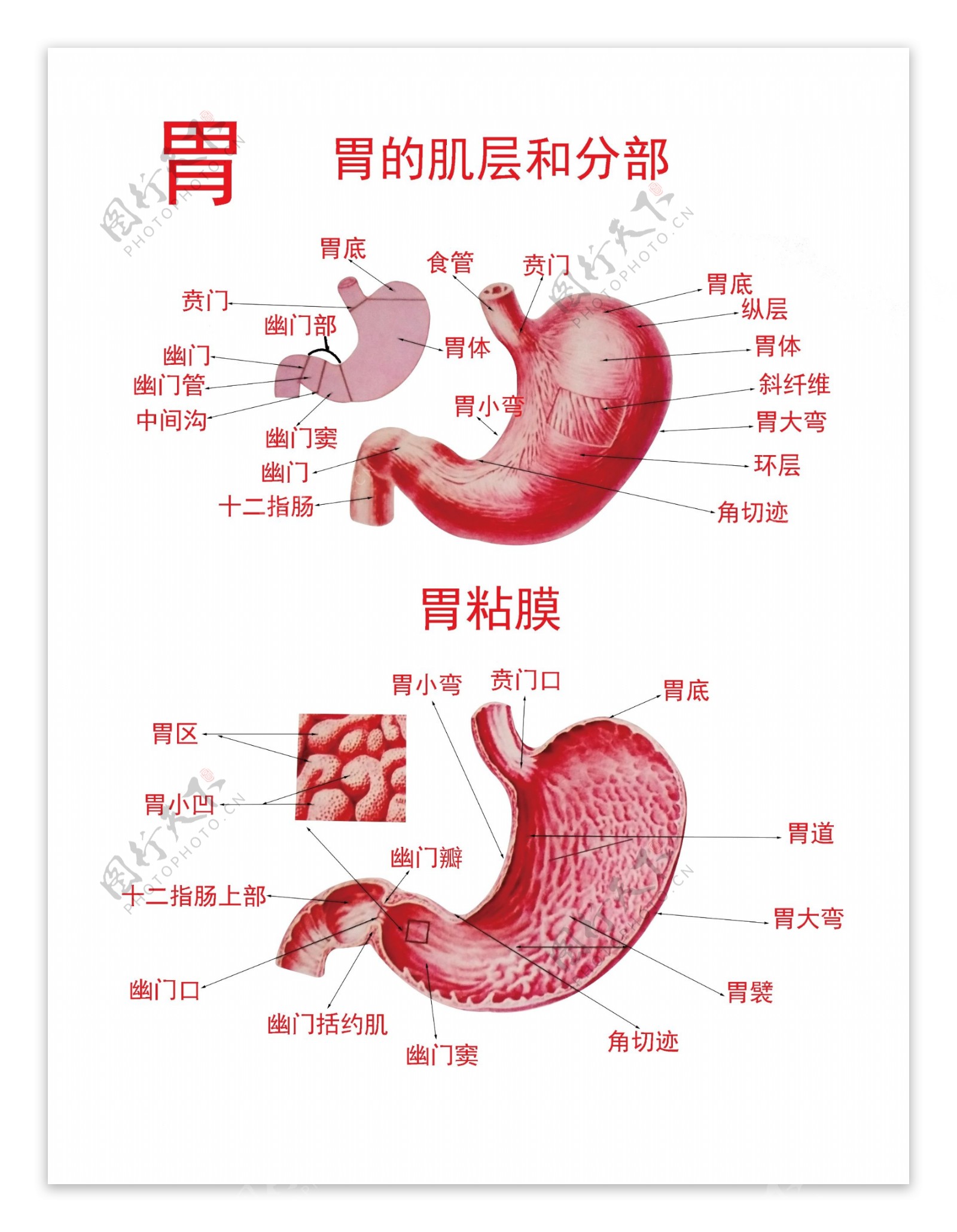 胃的肌层和分部