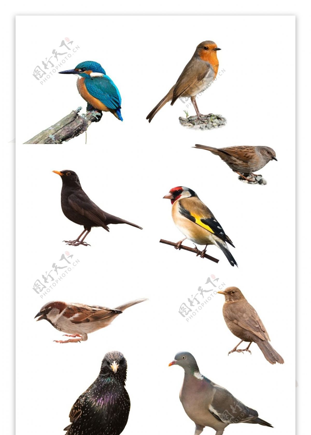 鸟类图案无需抠图psd设计素材