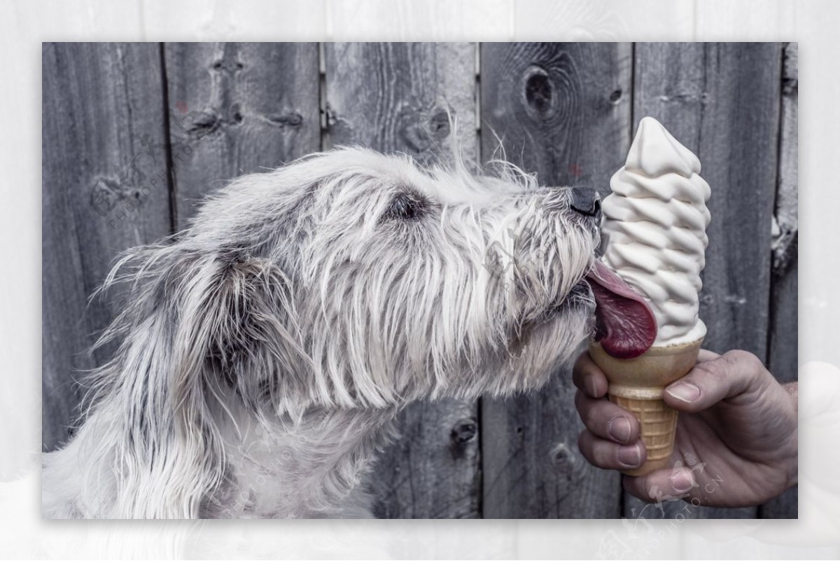 小狗吃冰淇淋背景