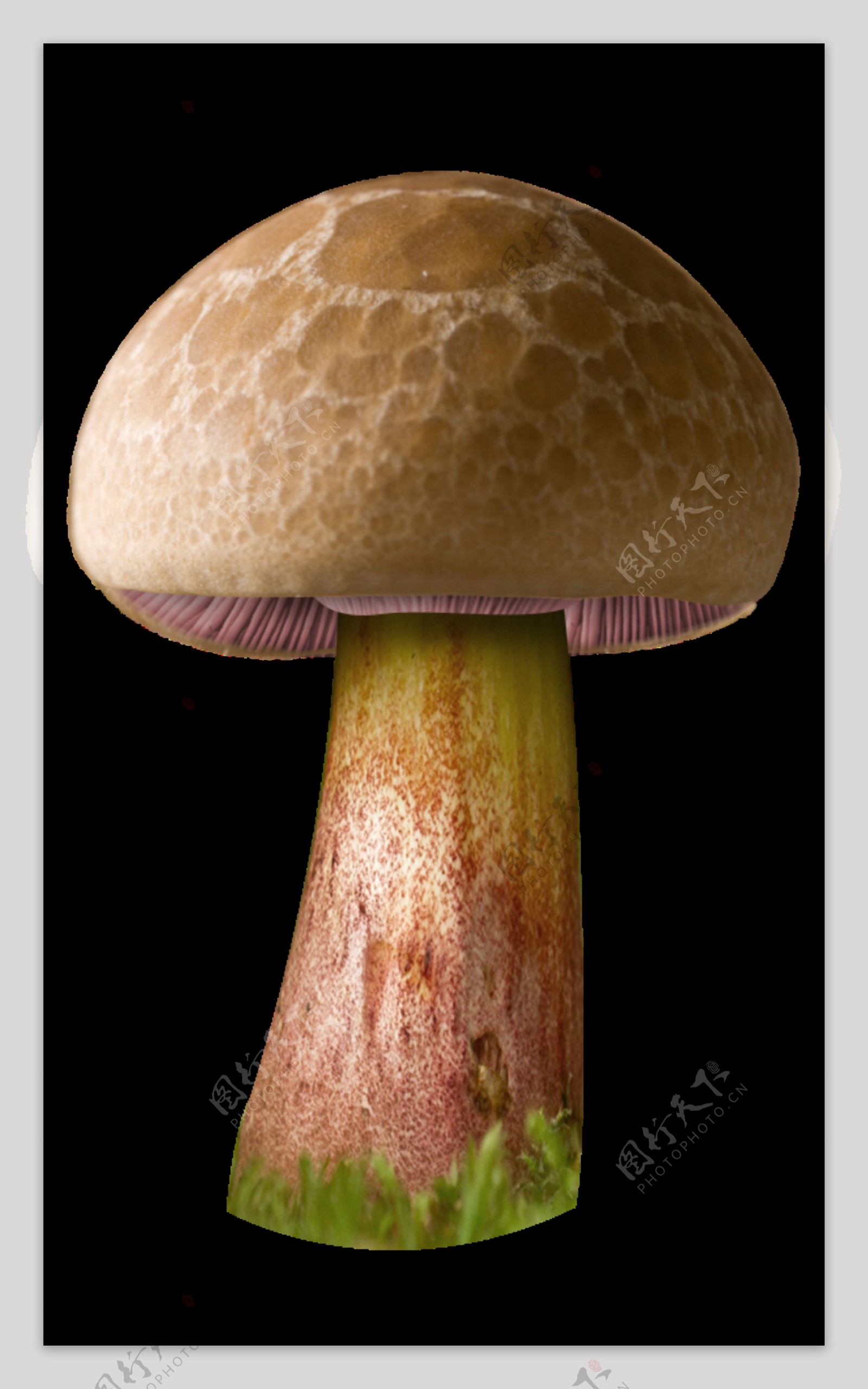 彩绘大蘑菇图案元素