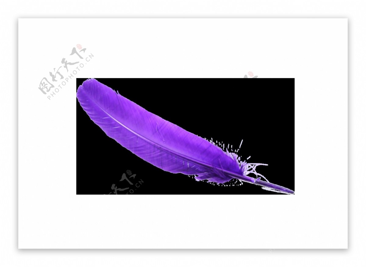 卡通紫色羽毛png元素