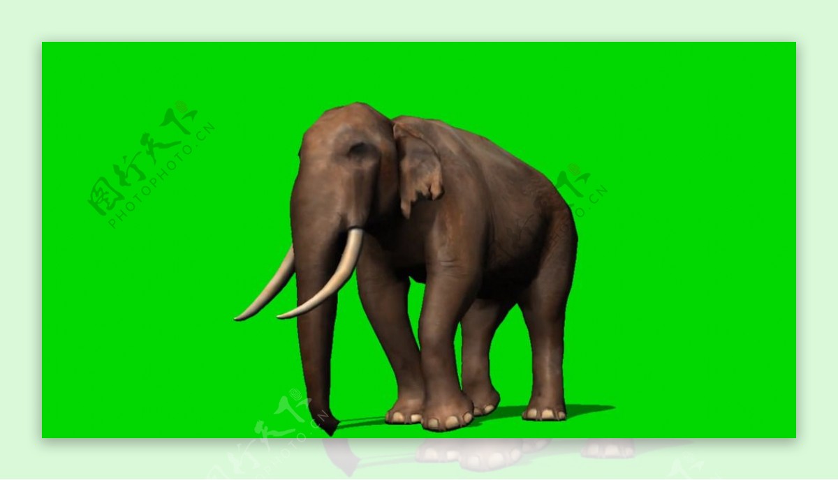 大象绿屏抠像视频素材
