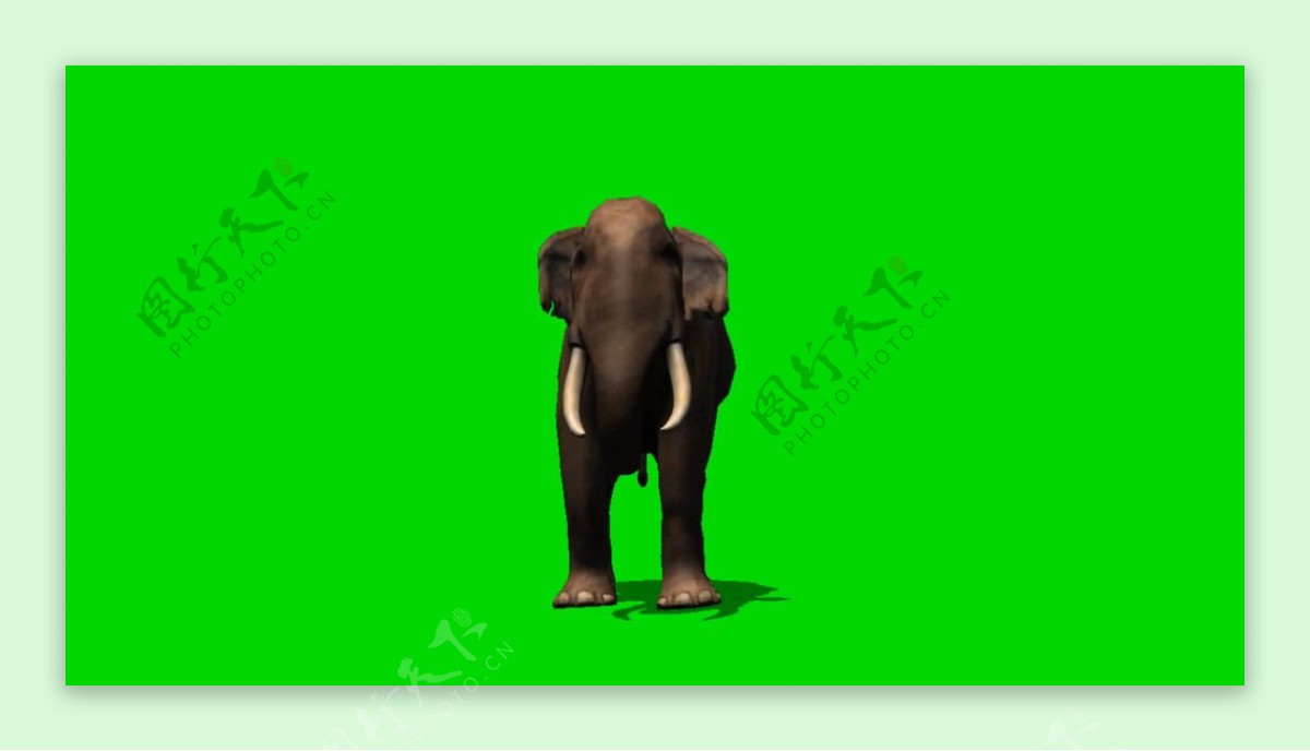大象绿屏抠像视频素材