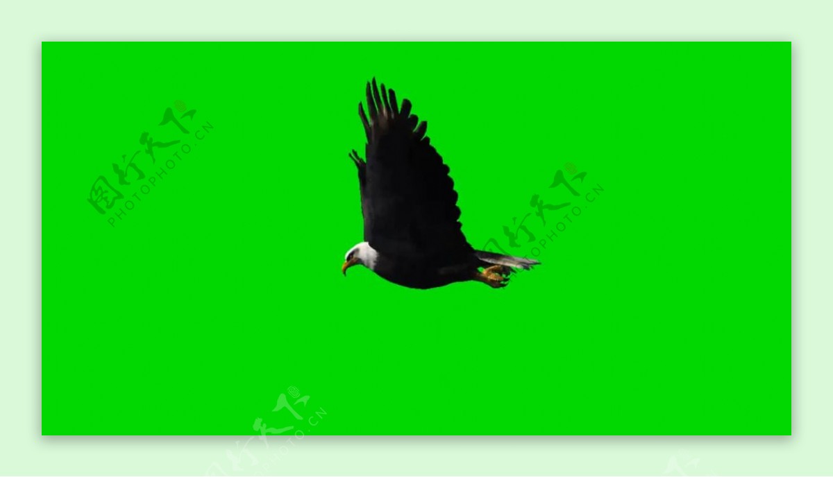 老鹰飞翔绿屏抠像视频
