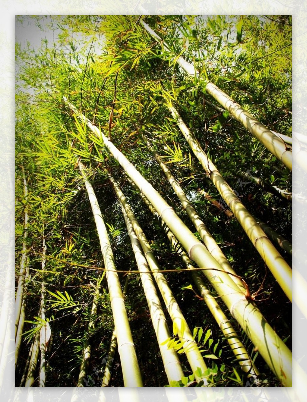 高大的竹子