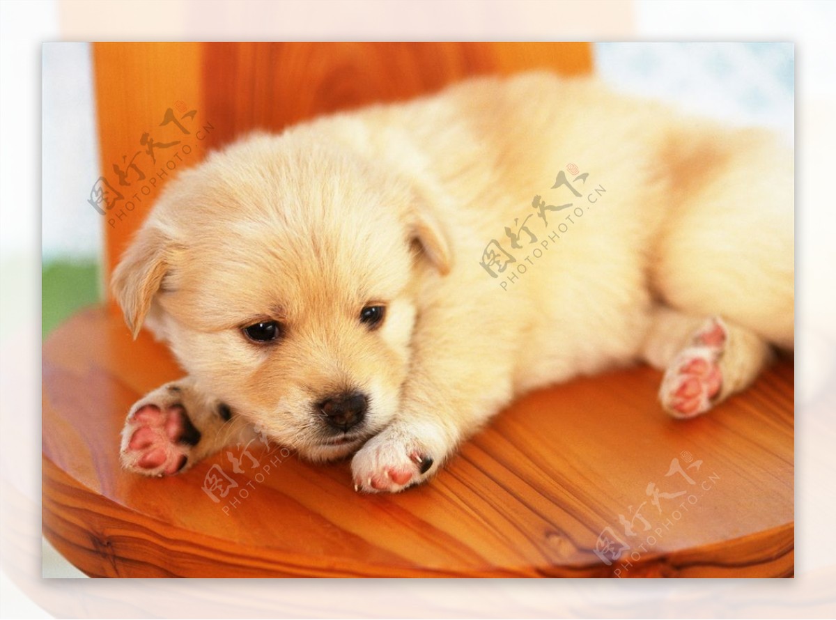 壁纸1440×900可爱白色小狗狗图片 1920 1200壁纸,毛茸茸小狗狗写真壁纸壁纸图片-动物壁纸-动物图片素材-桌面壁纸