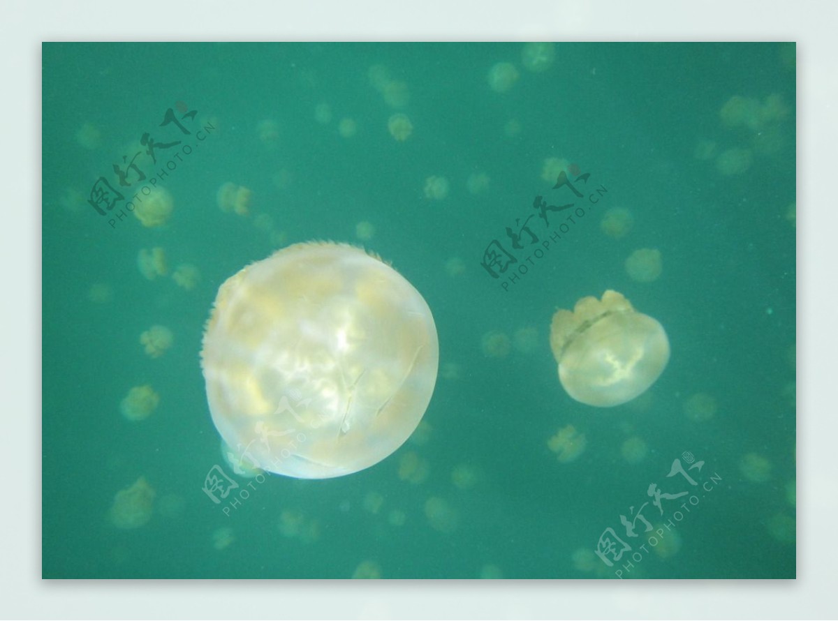 太平洋海刺水母图片素材-编号38619789-图行天下