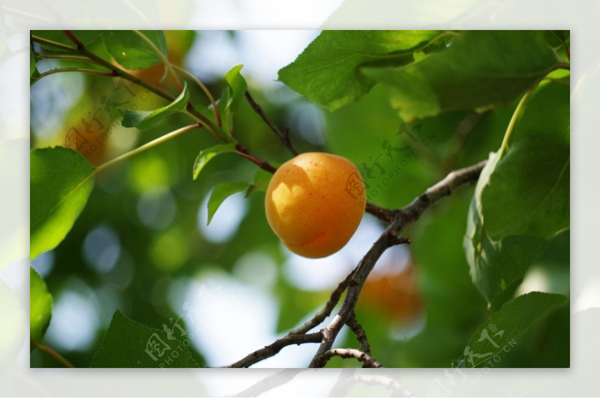 树上的杏子