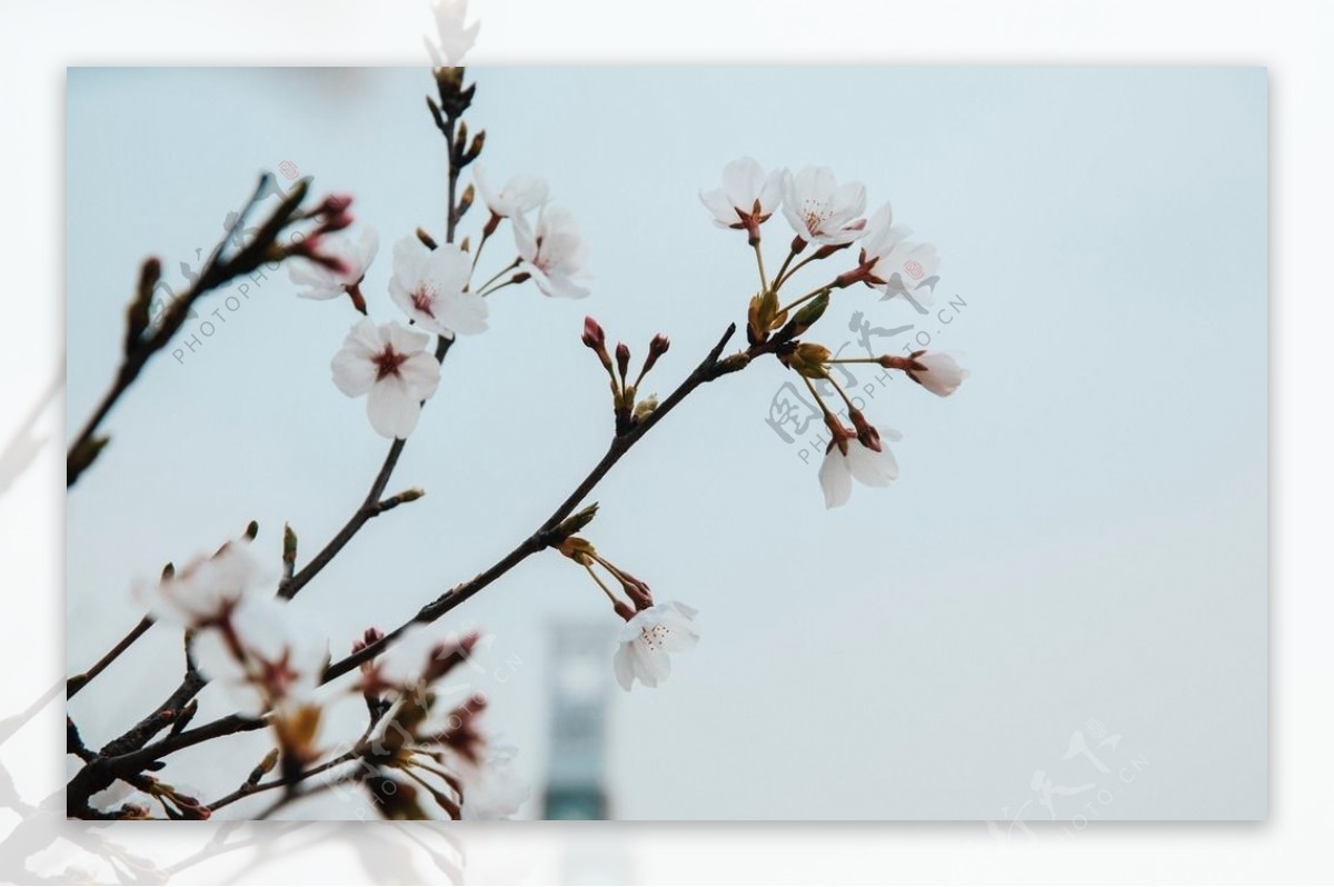 洁白的花朵