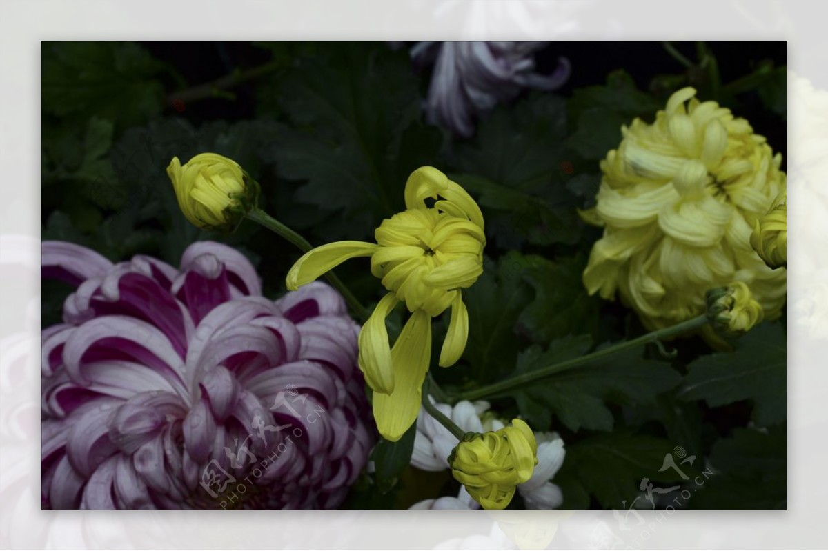 雨后秋菊