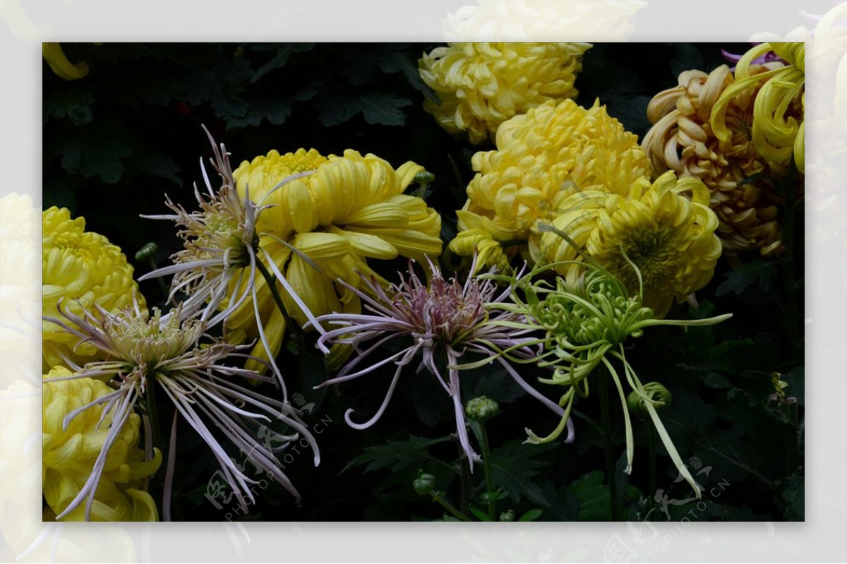 雨后秋菊