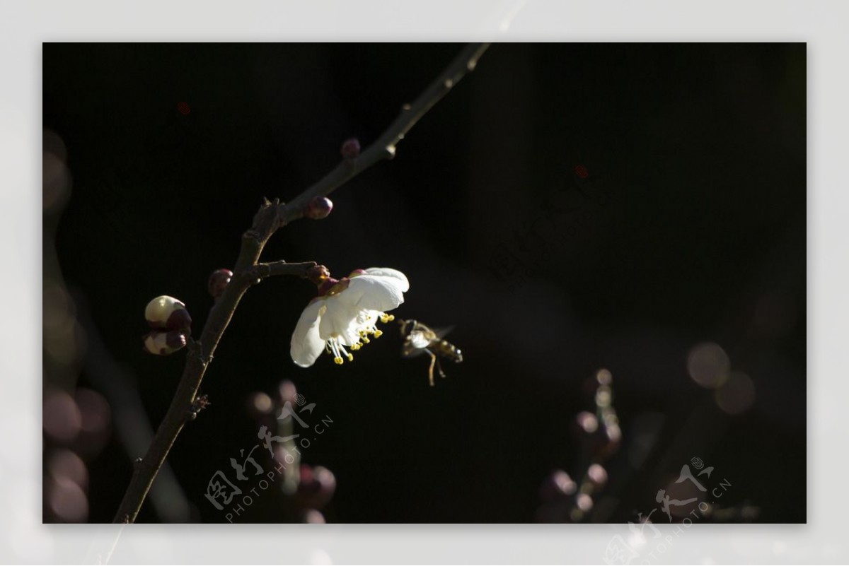 蜜蜂采蜜