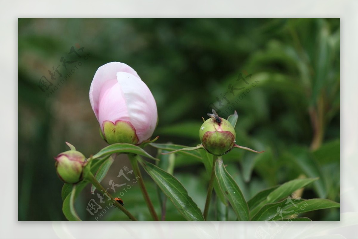 芍药花蕊