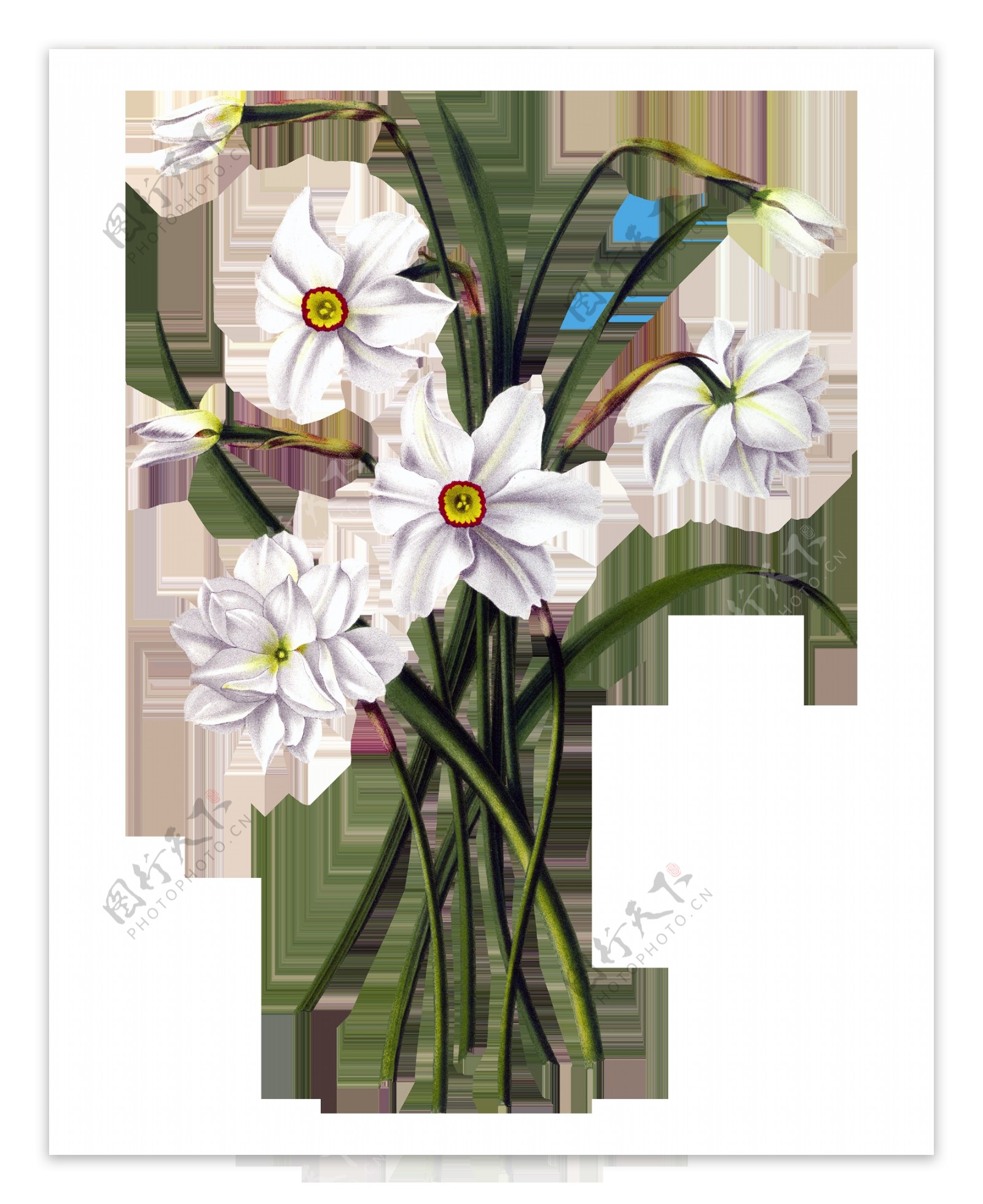 白色高清水仙花PNG元素