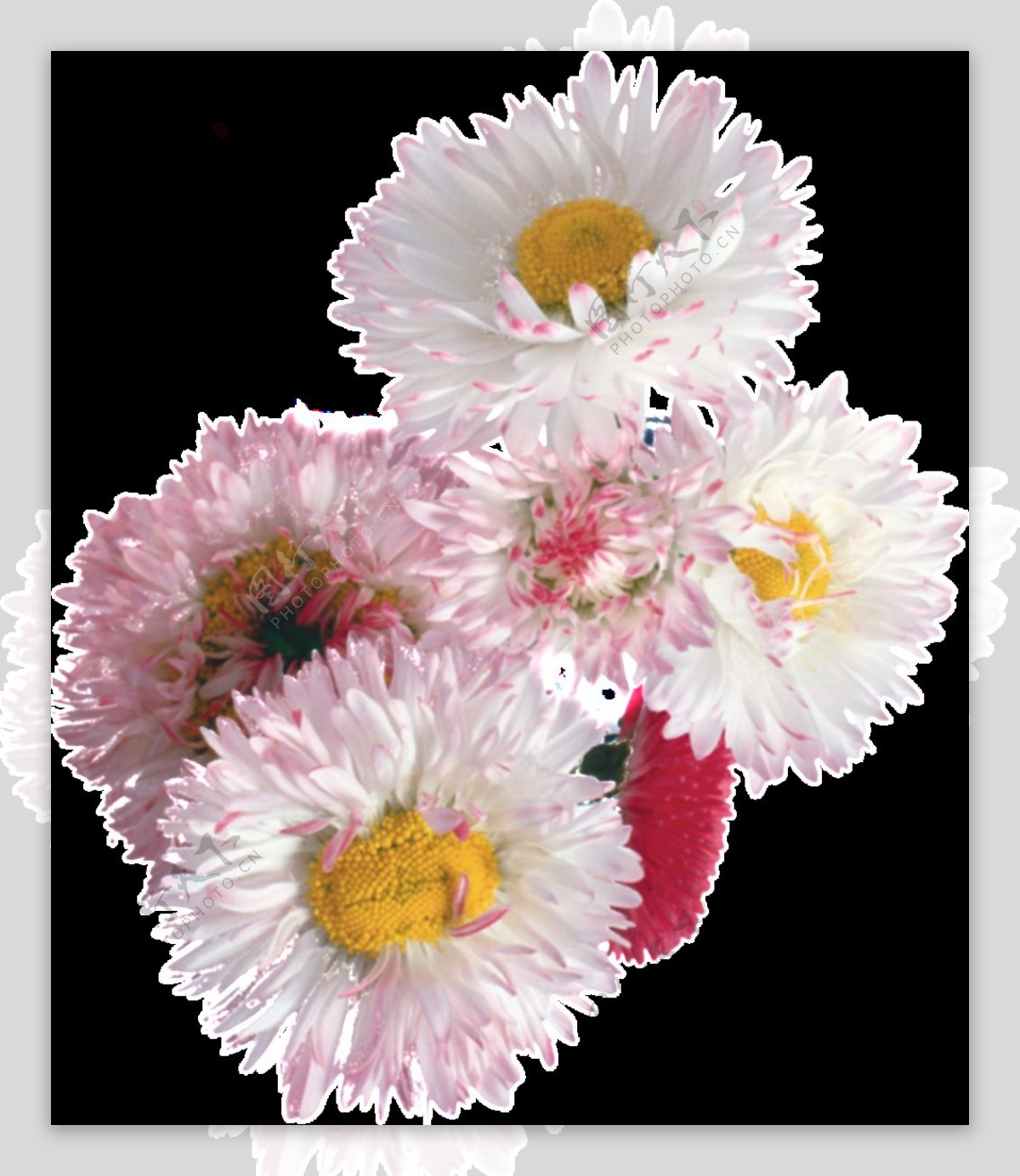 美丽白色手绘菊花产品实物