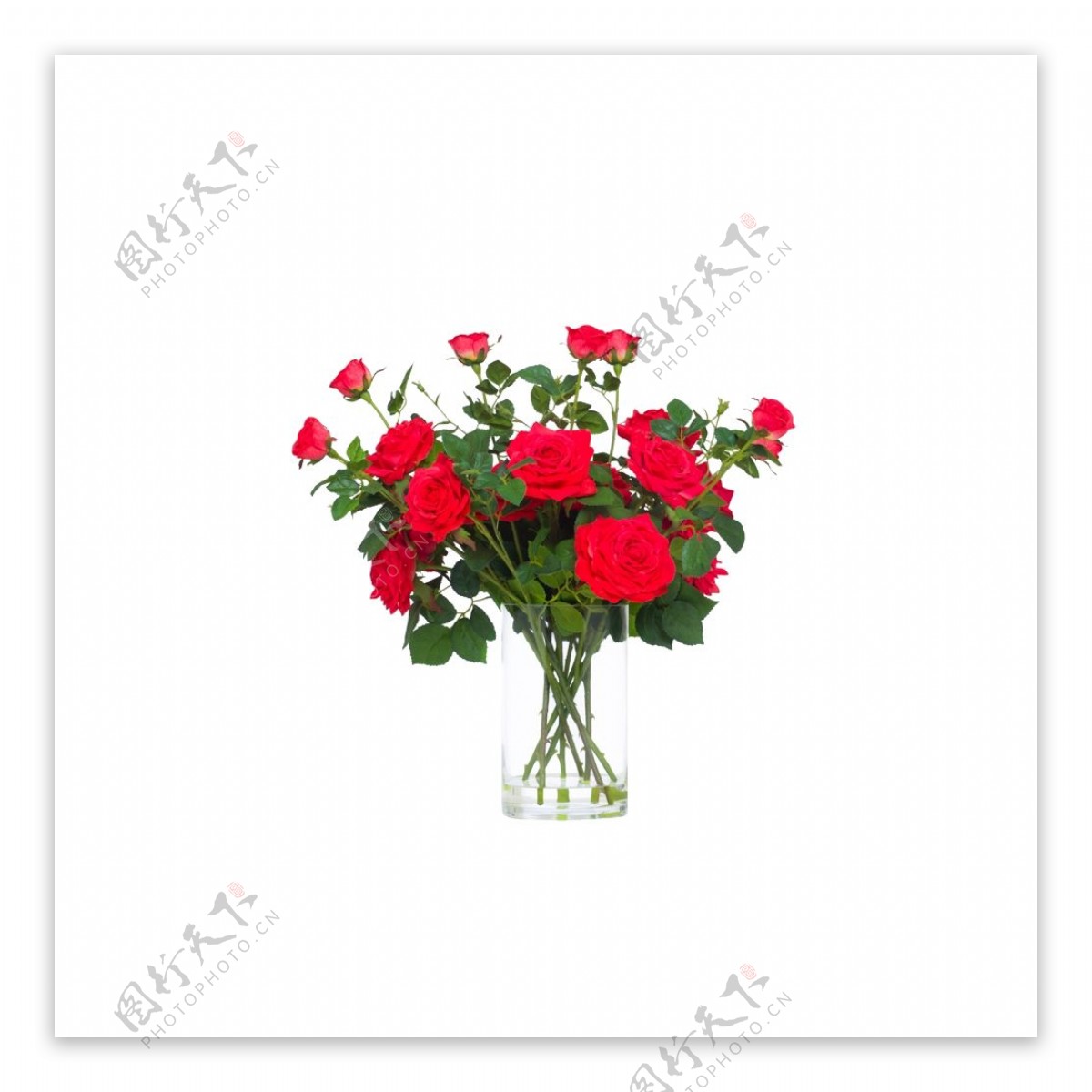 美丽艳红色玫瑰花花朵花束实物元素