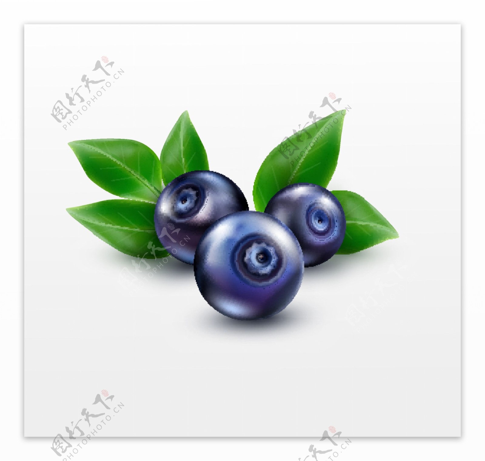 新鲜蓝莓水果矢量