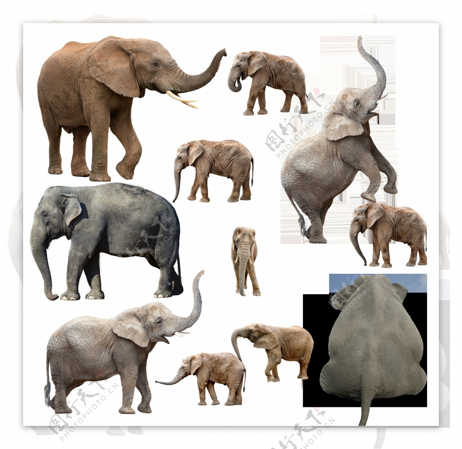 各种姿态的大象透明png素材