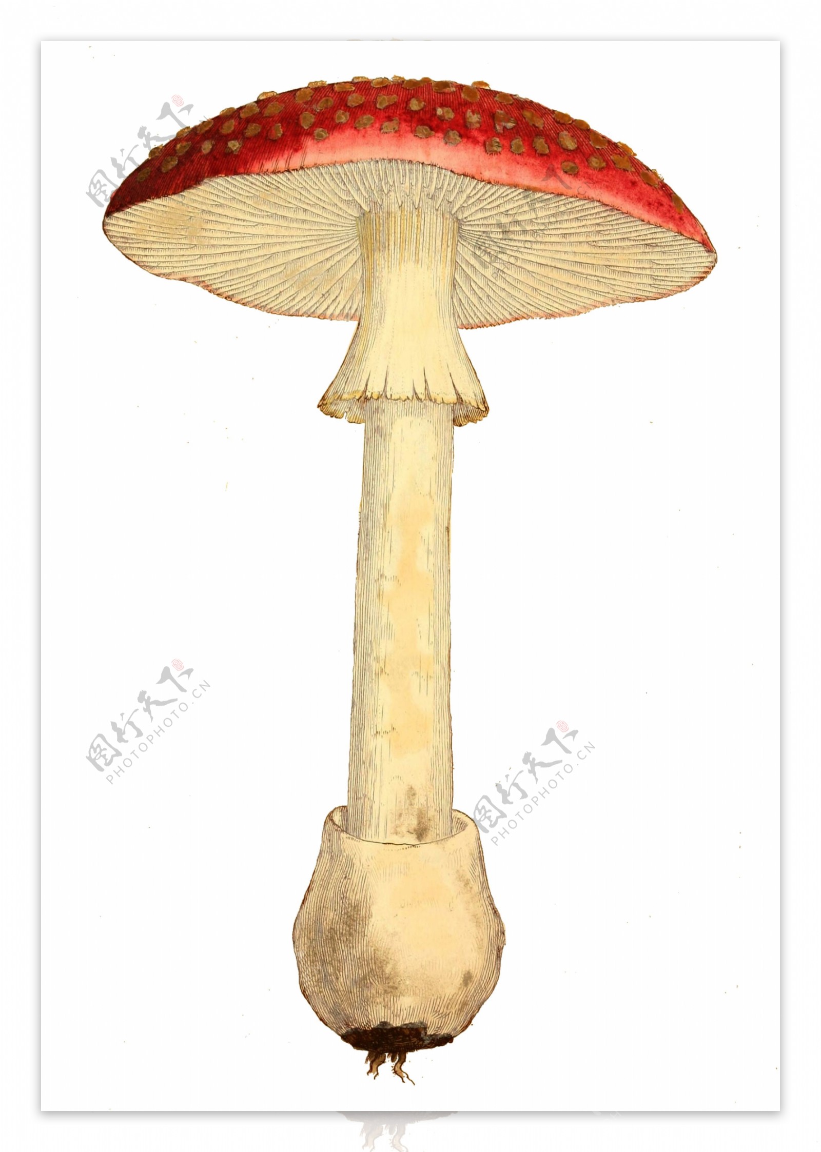 手绘一朵红色野生蘑菇透明植物素材