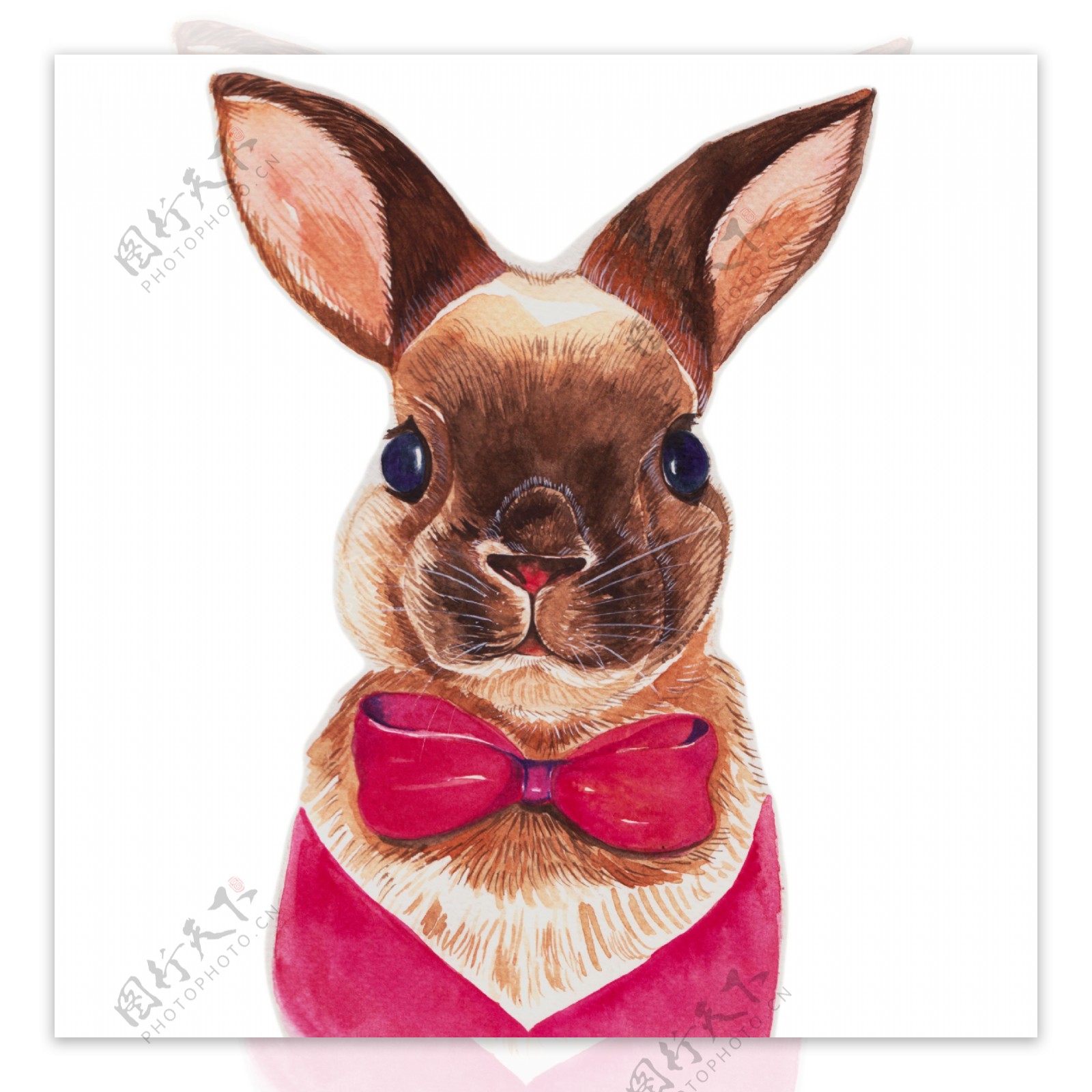 水彩绘可爱的兔子