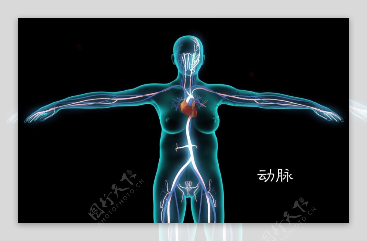 三维动画展示高血压病理症状全过程