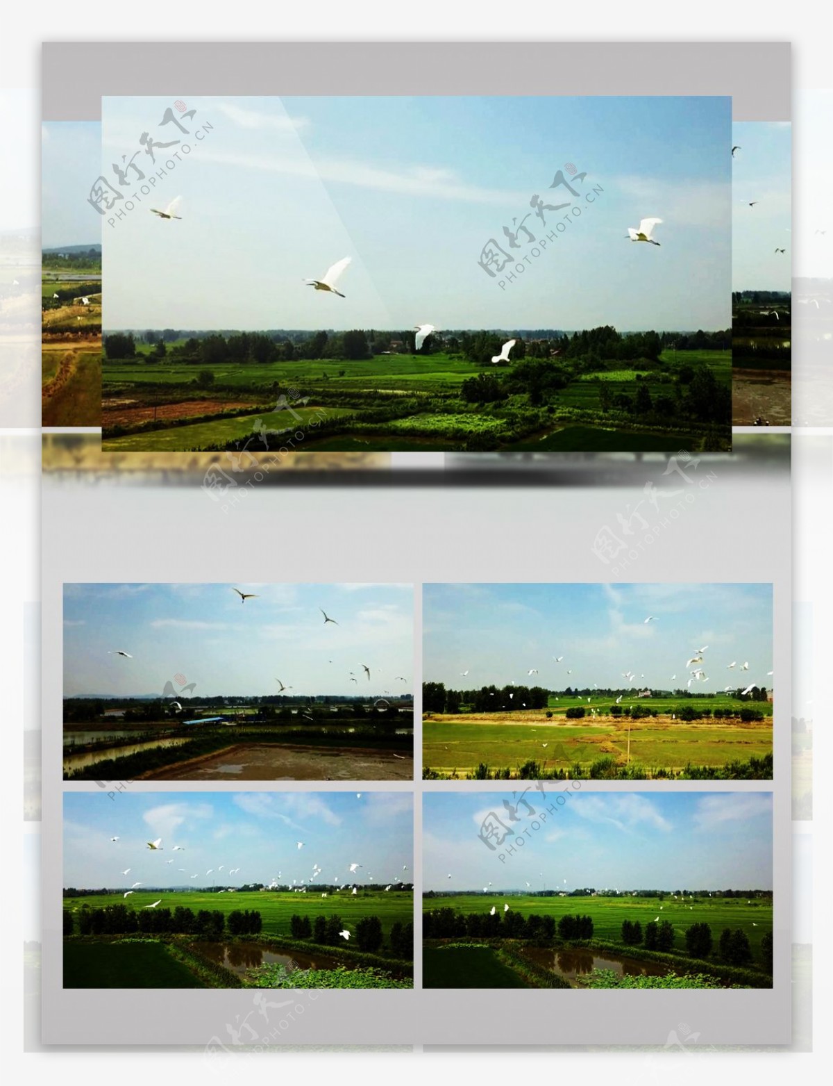 稻田上方一群飞翔的白鹭