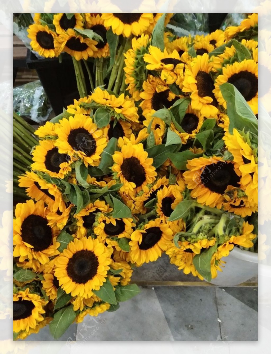 花卉市场上的向日葵