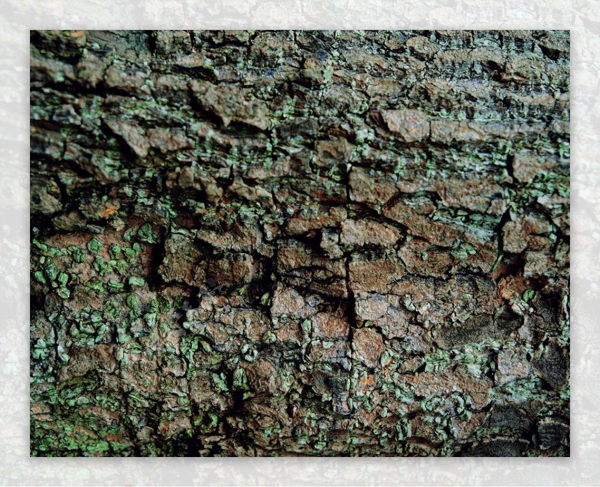 自然材质树皮