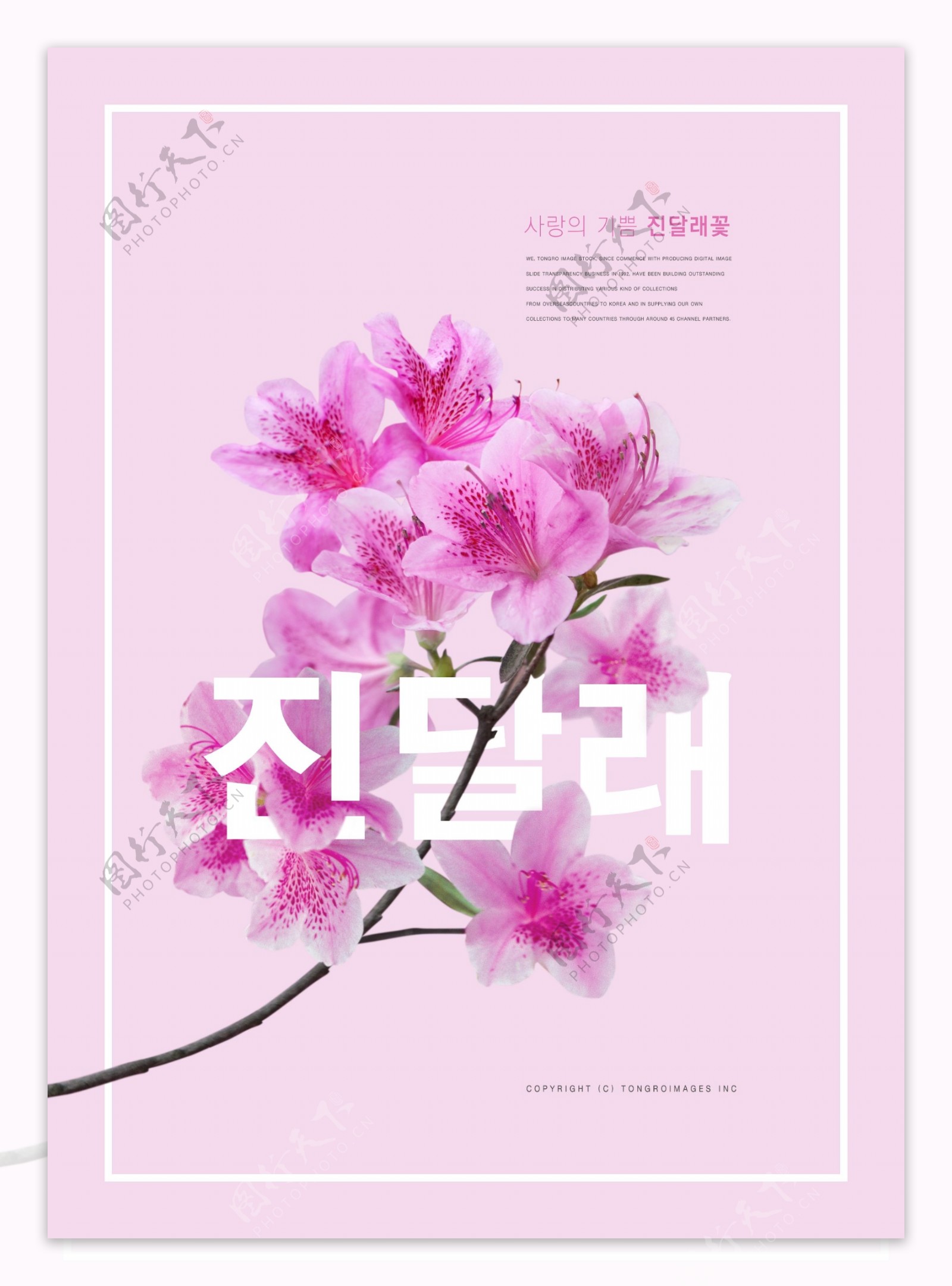 精美韩系粉色百合花促销海报设计