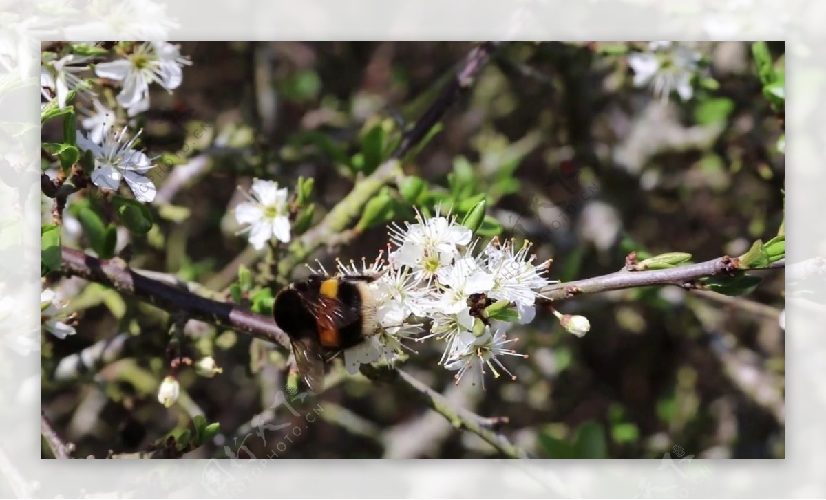 大黄蜂在花朵间视频素材