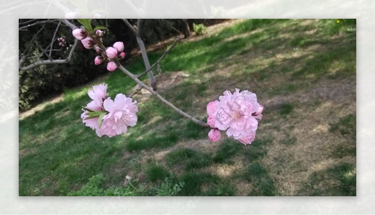 桃花植物