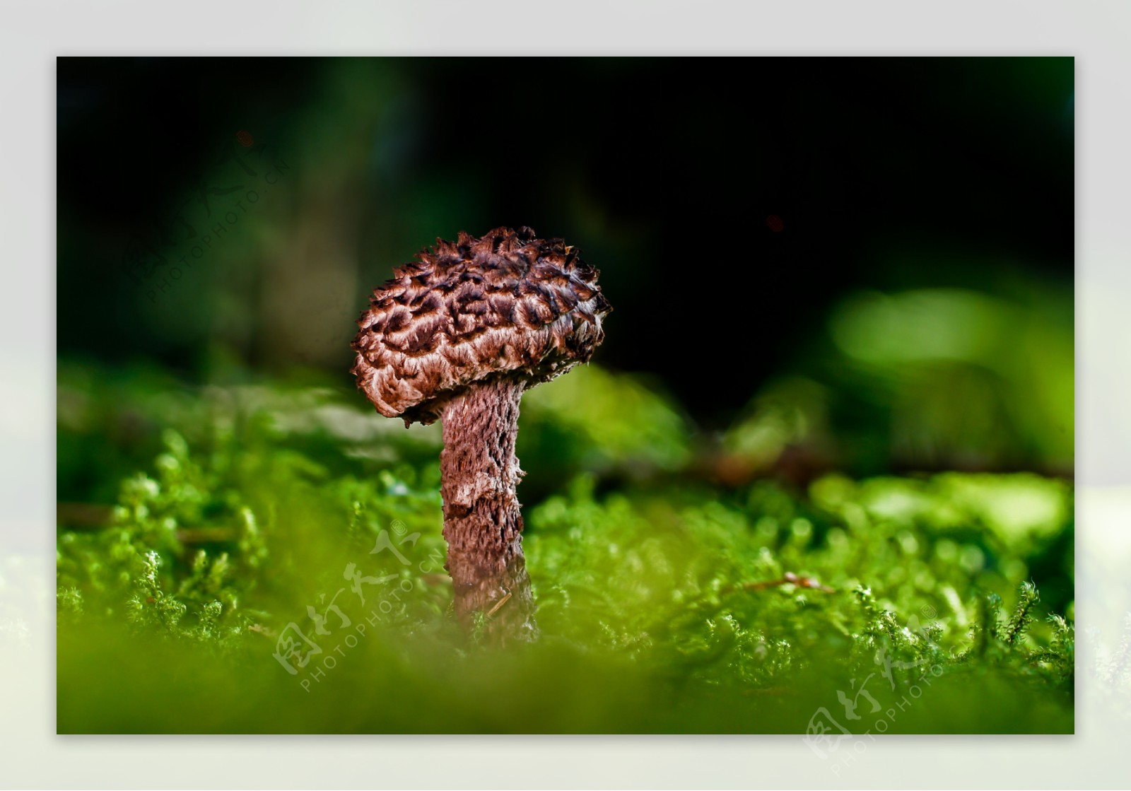 森林蘑菇秋季管蘑菇