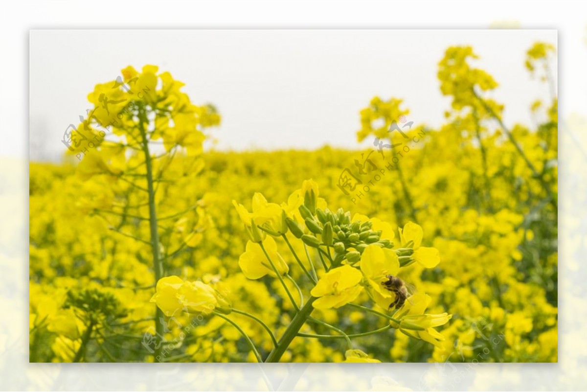 油菜花花海蜜蜂采蜜兴化