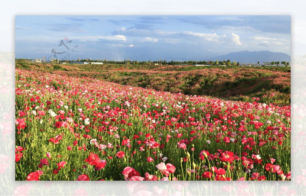 花海