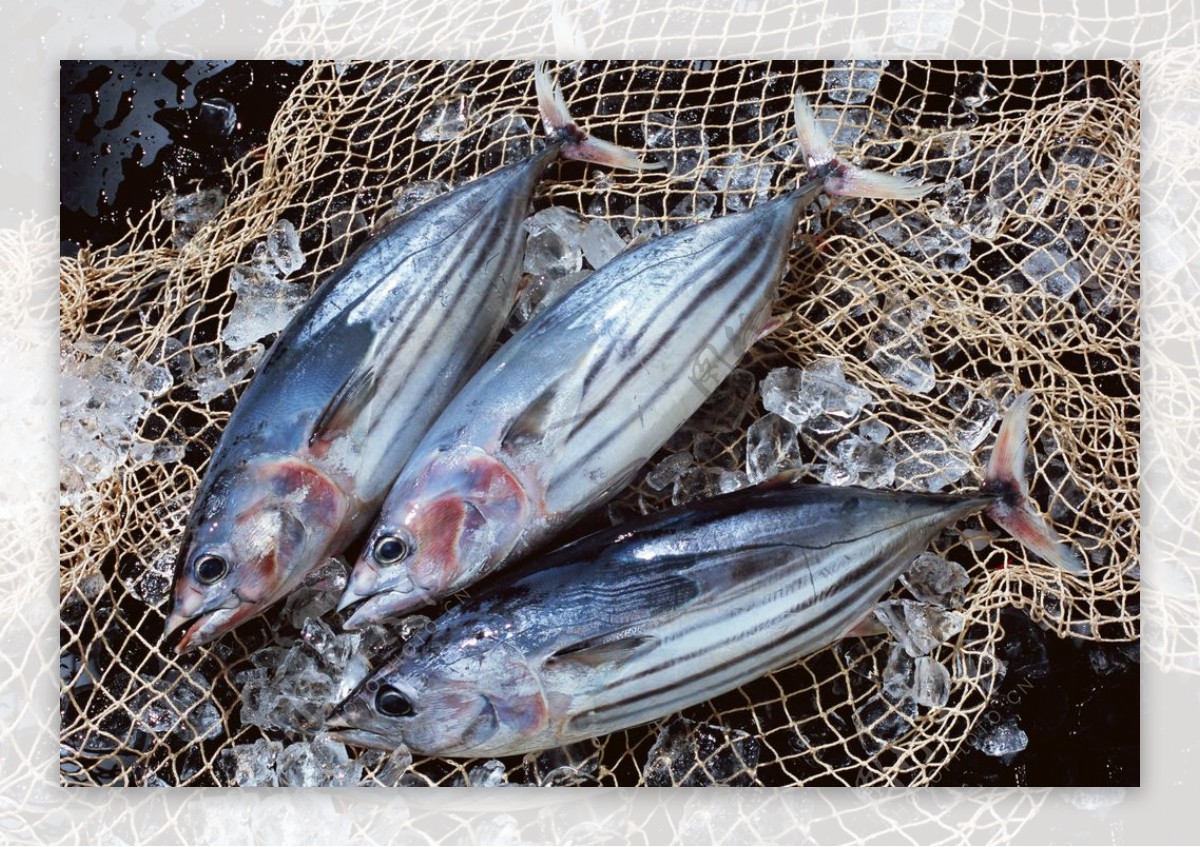 新鲜鱼虾贝蟹类水生物