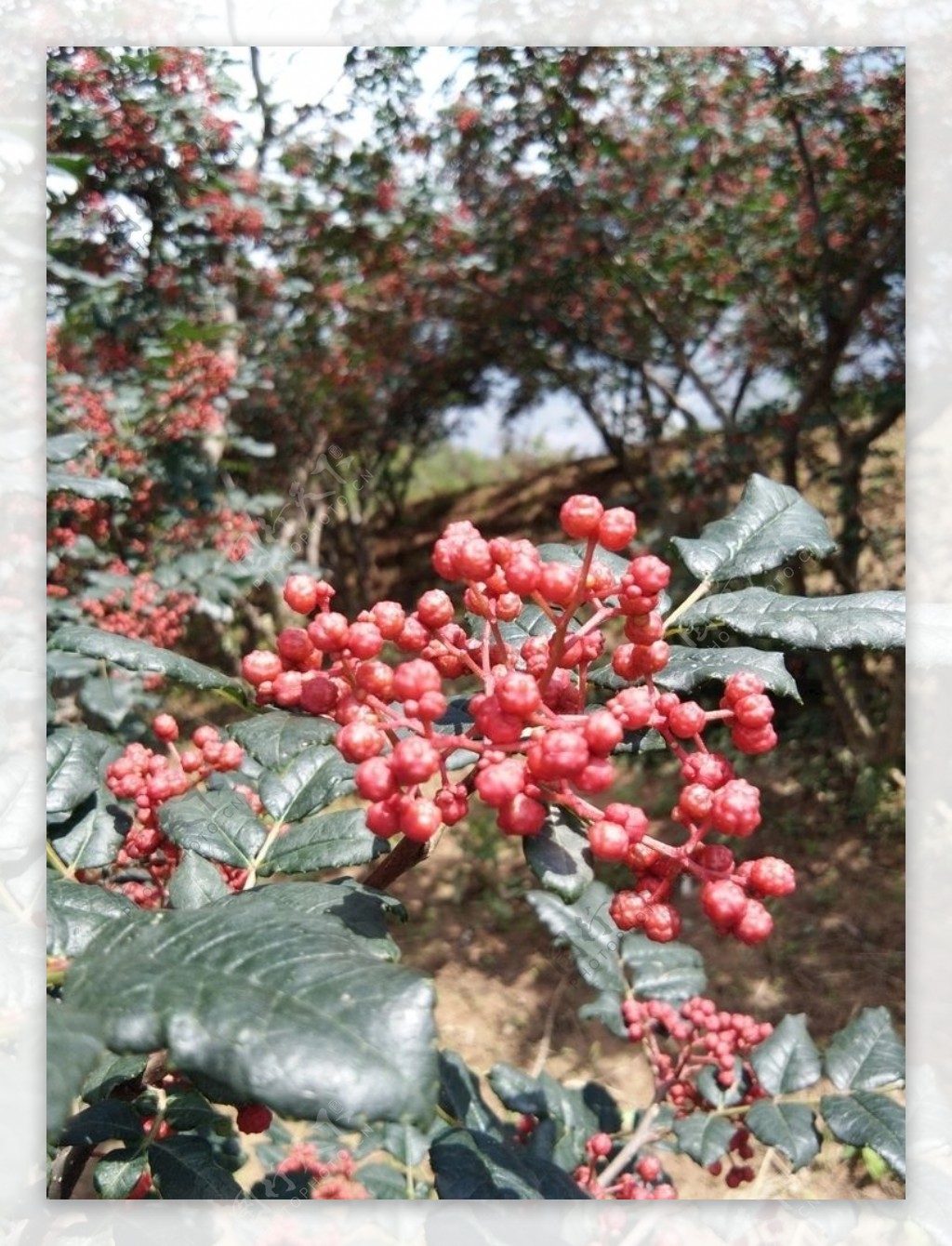 2018花椒花椒鲜花椒