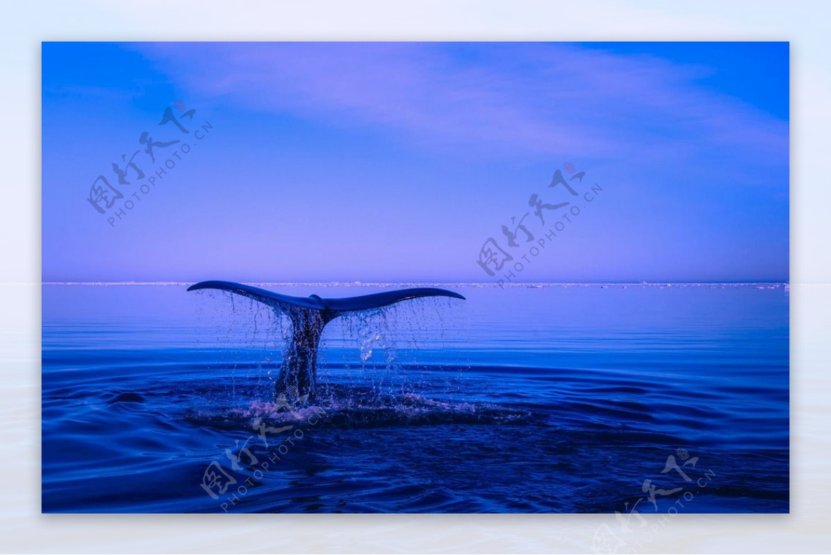 海豚鲸鱼鲨鱼