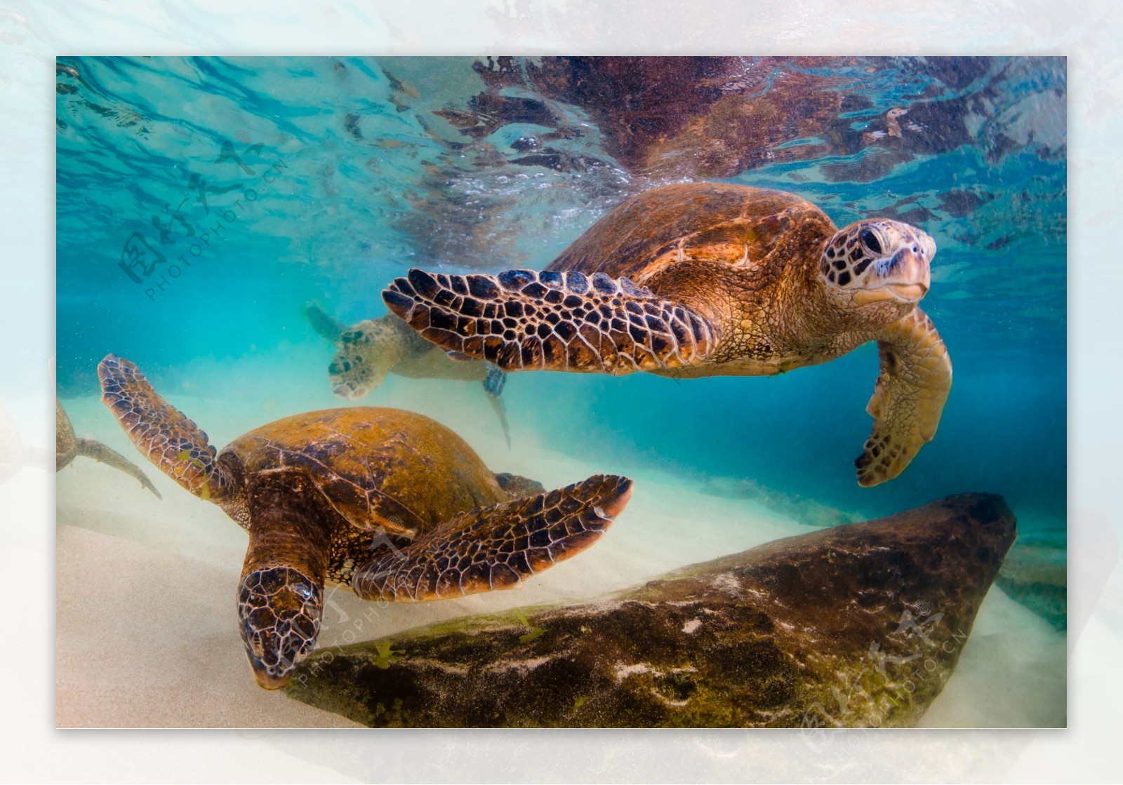 龟 海洋生物壁纸【34】龟壁纸图片_桌面壁纸图片_壁纸下载-元气壁纸