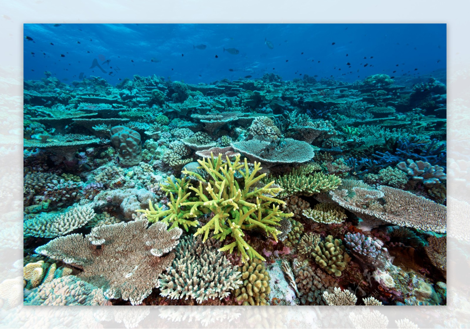 珊瑚大堡礁