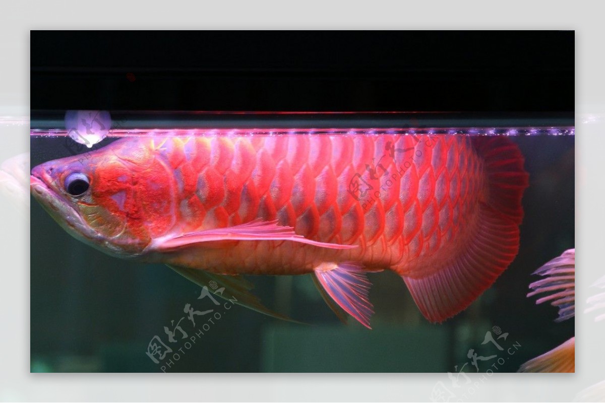 水族鱼缸红龙龙鱼