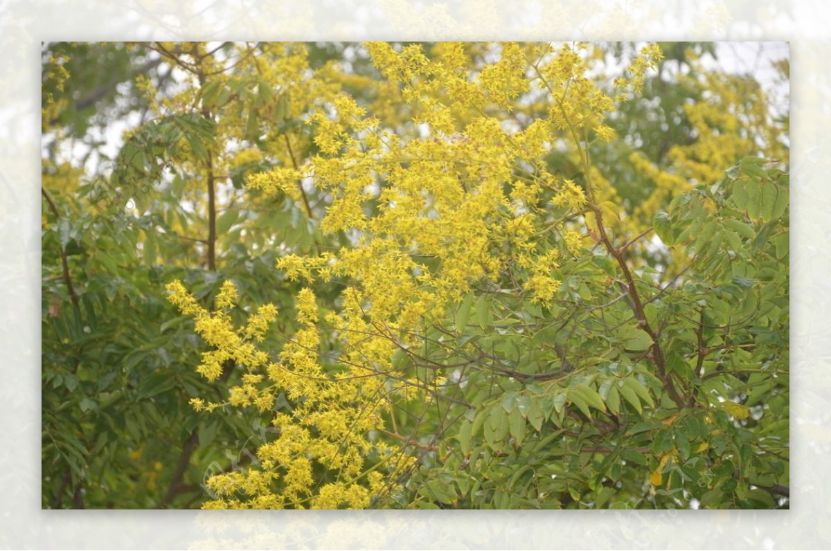 黄山栾树花