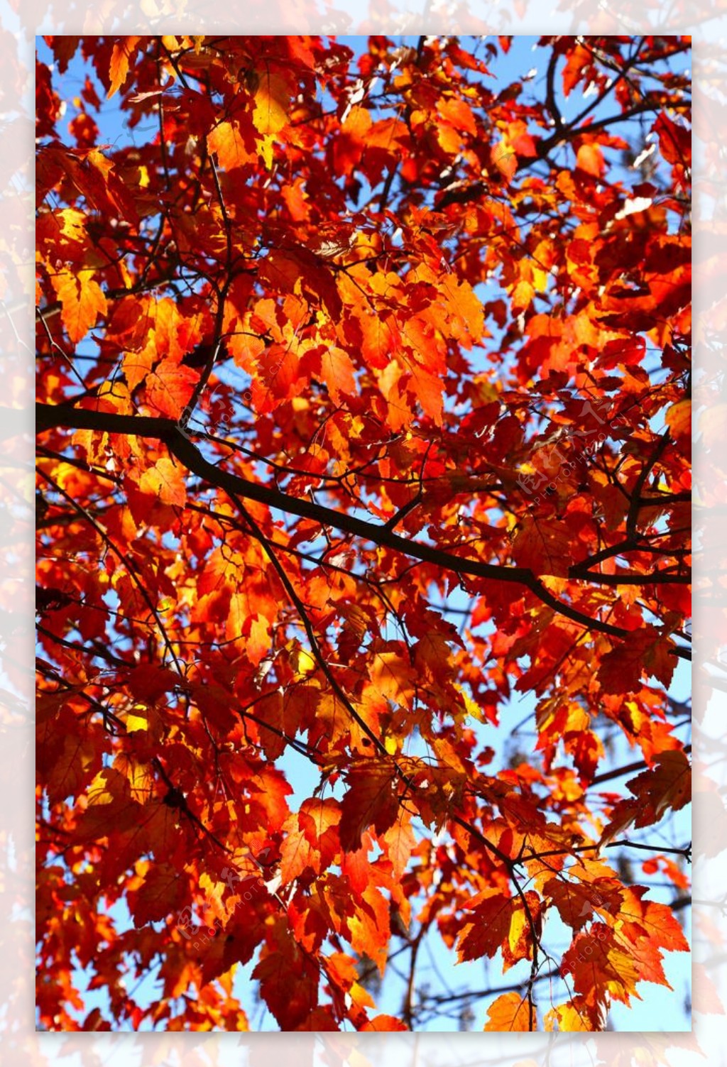 秋日里的红叶风景