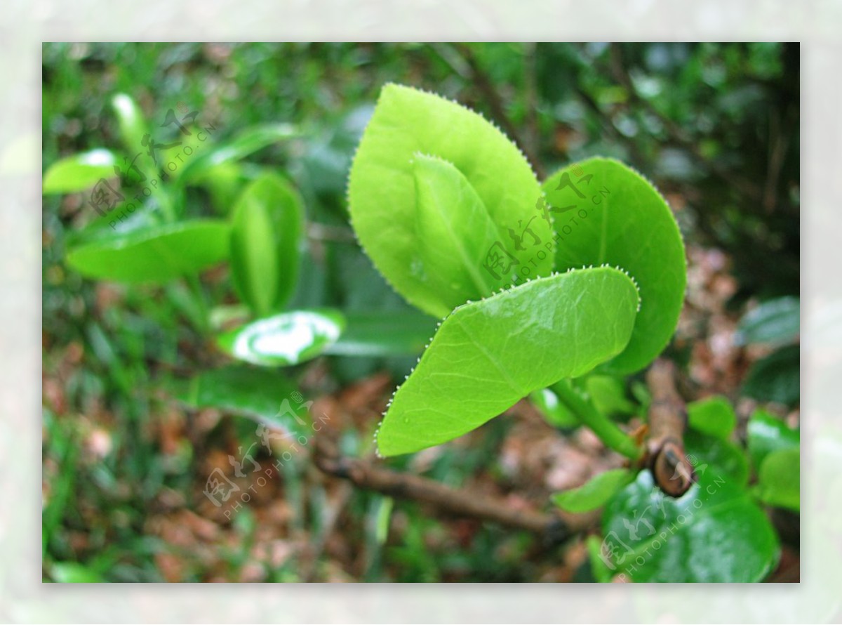 雨后嫩芽